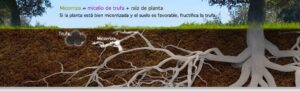 descubre-el-precio-de-las-plantas-micorrizadas-con-trufas-y-sacale-el-maximo-provecho-a-tus-cultivos