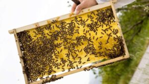 descubre-los-diferentes-tipos-de-colmenas-para-apicultura-guia-definitiva
