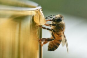 la-importancia-de-la-vacuna-para-abejas-en-la-apicultura-moderna