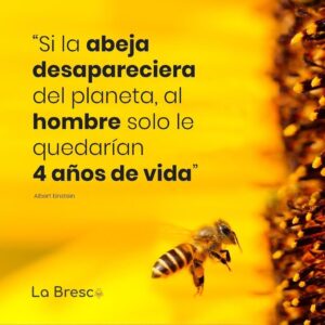dia-mundial-de-las-abejas-frases